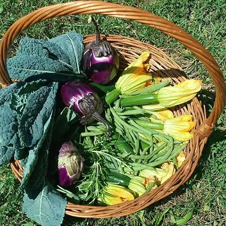 Into The Wild 营地